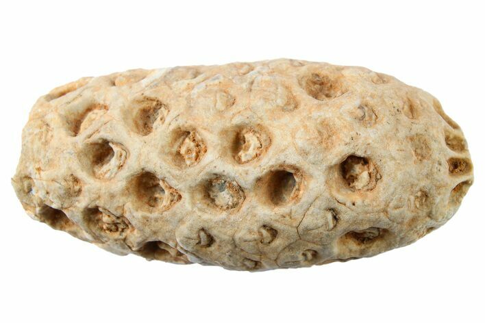 Fossil Cycadophyte Seed Cone - Boujdour, Morocco #267204